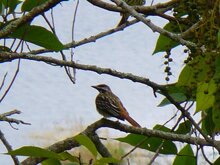 Sulphur Bellied Flycatcher